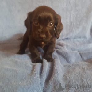 Photo №1. american cocker spaniel - for sale in the city of Berlin | Is free | Announcement № 101843