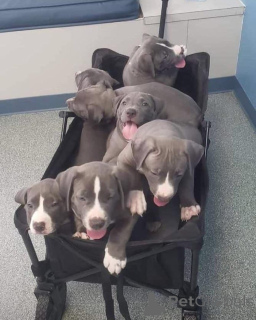 Photo №3. Male & Female Pitbull Terrier Puppies for Adoption. Finland