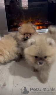 Additional photos: Pomeranian puppies