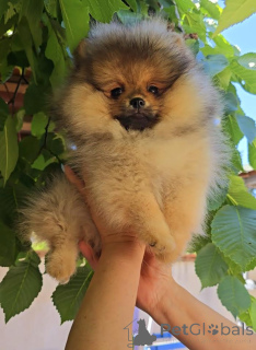 Photo №3. Pomeranian, beautiful boo puppy. Serbia
