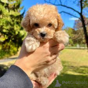 Photo №2 to announcement № 136786 for the sale of poodle (toy) - buy in Germany 