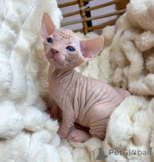 Photo №1. sphynx-katze - for sale in the city of Paris | 516$ | Announcement № 165500