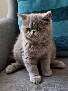 Photo №1. exotic shorthair - for sale in the city of Bayerbach | 361$ | Announcement № 178455