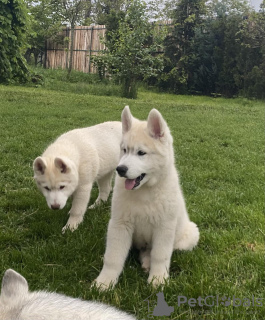 Additional photos: siberian husky puppy for sale