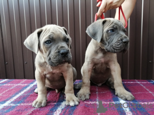Photo №3. Cane Corso puppies. Russian Federation