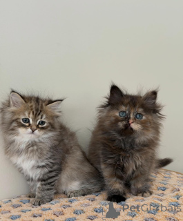 Photo №4. I will sell siberian cat in the city of Munich. private announcement, breeder - price - negotiated