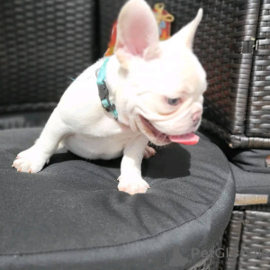 Photo №2 to announcement № 127367 for the sale of french bulldog - buy in Germany private announcement