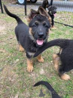 Photo №1. german shepherd - for sale in the city of Rotterdam | 1032$ | Announcement № 165593