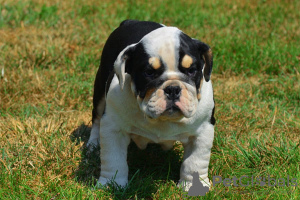 Photo №2 to announcement № 109104 for the sale of english bulldog - buy in Germany private announcement, breeder