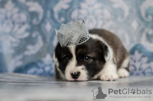 Photo №2 to announcement № 7959 for the sale of welsh corgi - buy in Ukraine from nursery