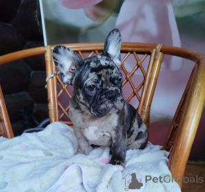 Photo №3. French bulldog boy. Belarus