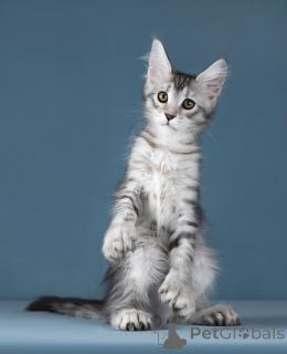 Photo №2 to announcement № 138373 for the sale of maine coon - buy in Russian Federation private announcement