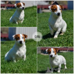 Photo №3. Puppies Jack Russell from the kennel. Belarus