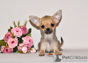 Photo №1. chihuahua - for sale in the city of Москва | 414$ | Announcement № 32608