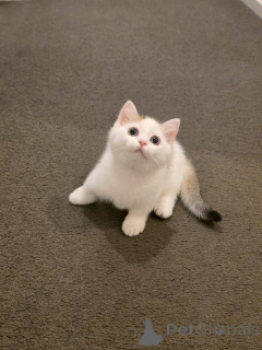 Photo №2 to announcement № 172419 for the sale of munchkin - buy in Belgium breeder