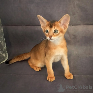 Photo №2 to announcement № 91918 for the sale of abyssinian cat - buy in Latvia from nursery