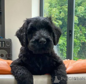 Photo №2 to announcement № 172782 for the sale of giant schnauzer - buy in Bosnia and Herzegovina 