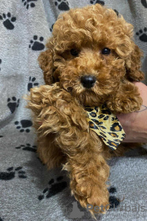 Photo №3. Red miniature poodles. Serbia