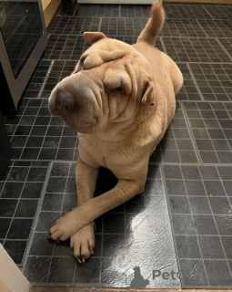 Photo №1. shar pei - for sale in the city of Milan | 370$ | Announcement № 110902