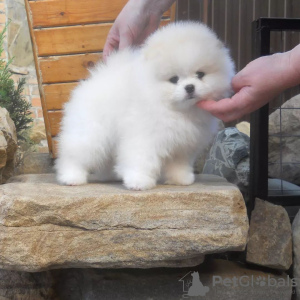 Additional photos: pomeranian