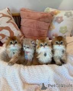 Photo №1. british longhair - for sale in the city of Paris | 599$ | Announcement № 165521