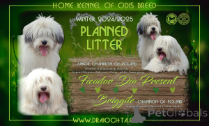 Photo №3. ODIS - puppies with FCI pedigre. Poland