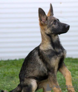 Photo №2 to announcement № 105479 for the sale of german shepherd - buy in Serbia 