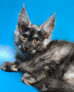 Photo №1. maine coon - for sale in the city of Esbjorg | negotiated | Announcement № 156249