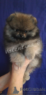 Photo №1. pomeranian - for sale in the city of Kiev | 3084$ | Announcement № 8666