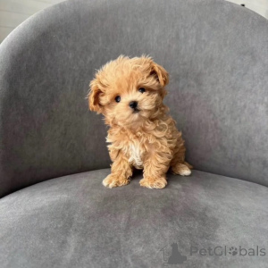 Photo №1. maltipu - for sale in the city of Andel | negotiated | Announcement № 167216