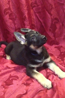 Additional photos: Kennel SladoniAngela offers for sale puppies of East European Shepherd Dog from