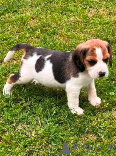 Photo №1. beagle - for sale in the city of Kragujevac | negotiated | Announcement № 141058