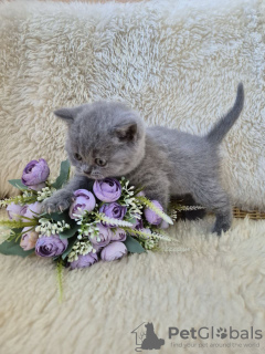 Photo №4. I will sell british shorthair in the city of Tolyatti. breeder - price - negotiated