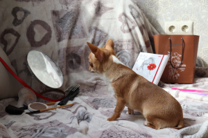 Photo №2 to announcement № 6080 for the sale of chihuahua - buy in Belarus from nursery, breeder