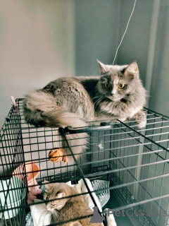 Photo №3. Grace, whose name means grace, is looking for his house.. Russian Federation