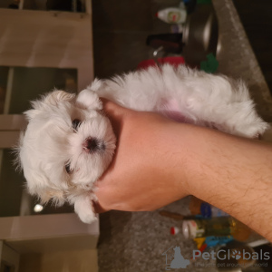 Photo №2 to announcement № 27792 for the sale of maltese dog - buy in Russian Federation breeder