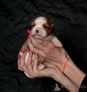 Photo №1. cavalier king charles spaniel - for sale in the city of Engels | 2025$ | Announcement № 16049