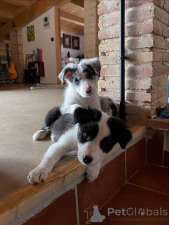 Photo №3. Prachtige Border Collie-puppy's zoeken een blijvend thuis. Belgium