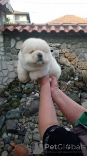 Photo №4. I will sell chow chow in the city of Казань. private announcement - price - 317$