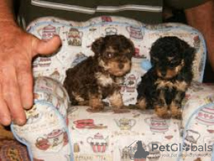 Photo №1. poodle (toy) - for sale in the city of Hardenberg | negotiated | Announcement № 32398