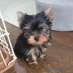 Photo №1. yorkshire terrier - for sale in the city of Jelgava | negotiated | Announcement № 97177