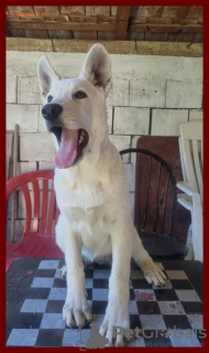 Photo №3. Swiss White Shepherd puppies. Serbia