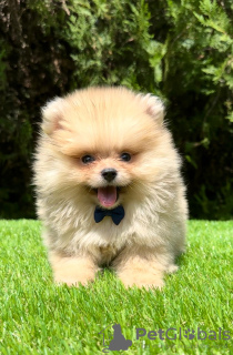 Additional photos: Pomeranian (BOO) male