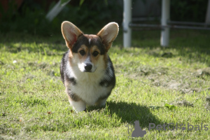 Photo №2 to announcement № 10206 for the sale of welsh corgi - buy in Russian Federation from nursery