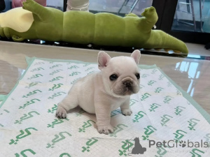 Photo №1. french bulldog - for sale in the city of Amstetten | 413$ | Announcement № 174907