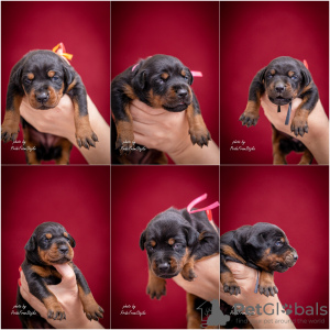 Photo №3. Doberman puppies for sale. Serbia