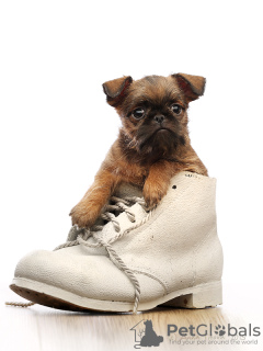 Photo №2 to announcement № 38378 for the sale of belgian griffon, brussels griffon, petit brabançon - buy in Russian Federation from nursery