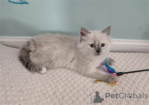 Photo №1. siberian cat - for sale in the city of Barsbüttel | 329$ | Announcement № 153144