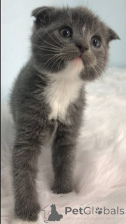 Photo №1. scottish straight - for sale in the city of Филадельфия | negotiated | Announcement № 140366