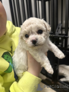 Additional photos: Kc Registered Bichon Frise Pups